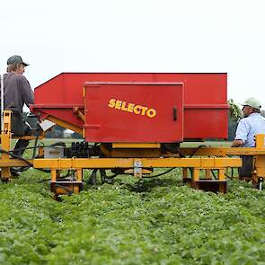 Ze selecteren met een Selecto. Het is het prototype waar mechanisatiebedrijf Naaktgeboren ooit mee is begonnen, vertelt de akkerbouwer. Het is een wat oudere, maar wel een fijne kar. „Nieuwe zijn misschien mooier, maar deze machine doet wat hij moet doen.
