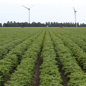 De With teelt in maatschap met zijn ouders 15,5 hectare pootgoed, inclusief stammen.