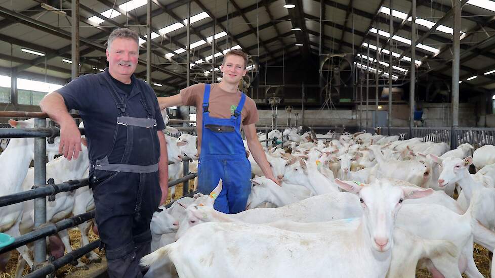 Vader Cees en zoon Niek Nooteboom tussen de melkgeiten. „De geiten worden met verse brok gestimuleerd om naar het voerhek te gaan.”