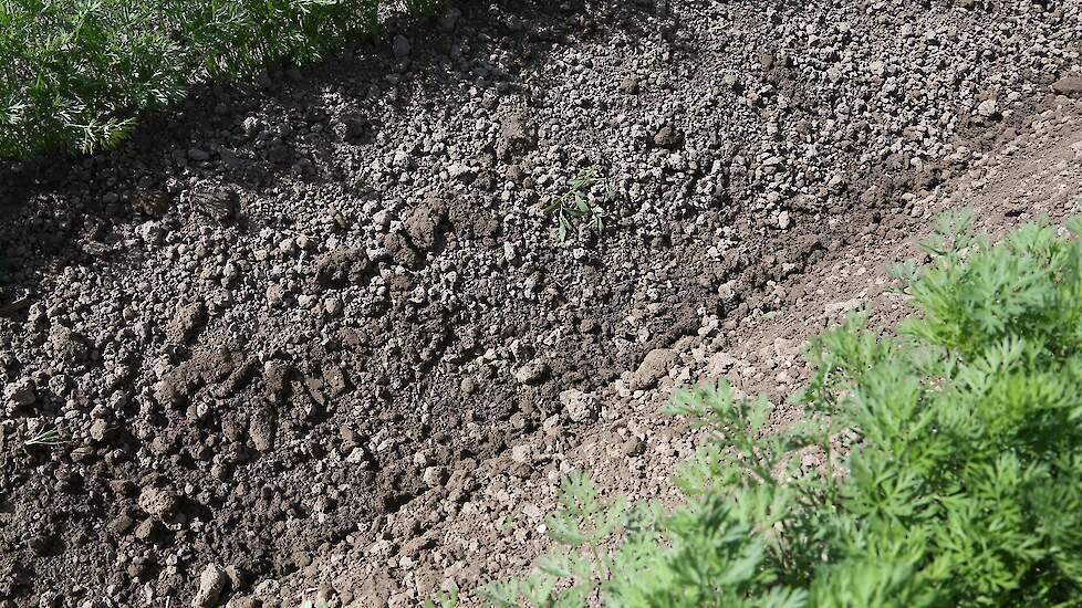 De peen is vrij schoon. Dat is volgens Boerma mede te danken aan de latere zaai. „Vanwege de droogte heb ik dit jaar later gezaaid. Dat heeft goed uitgepakt.” Het gewas staat er volgens hem goed bij.