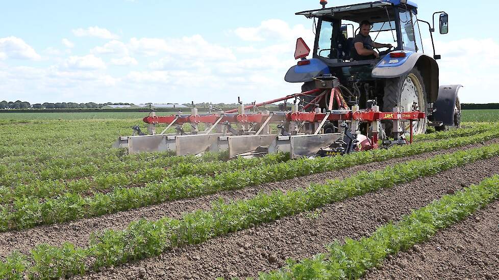 Dit perceel is 31 hectare groot. Vanwege de omvang van het bedrijf kiest eigenaar Otto Boerma voor grote bouwblokken. „Anders zou ik te veel tijd kwijt zijn om alle percelen langs te gaan. Nu kunnen we vlot doorwerken.”