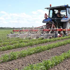 Dit perceel is 31 hectare groot. Vanwege de omvang van het bedrijf kiest eigenaar Otto Boerma voor grote bouwblokken. „Anders zou ik te veel tijd kwijt zijn om alle percelen langs te gaan. Nu kunnen we vlot doorwerken.”