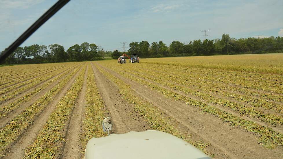 Vader en zoon Lodders telen in totaal 4,6 hectare knoflook. Ze telen dit gewas al zeker vijftien jaar op contract voor Gourmet uit Grootebroek (NH), specialist in sjalotten, uien en knoflook.