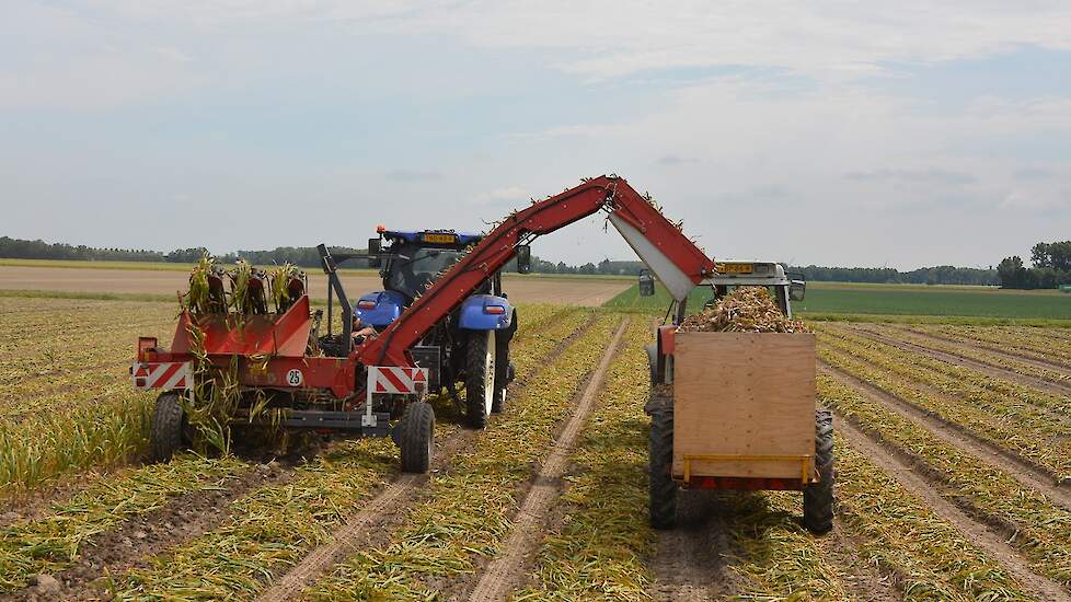 Lodders teelt het gewas in eigen beheer. De plant- en rooimachine worden inclusief bemensing geleverd door Gourmet.