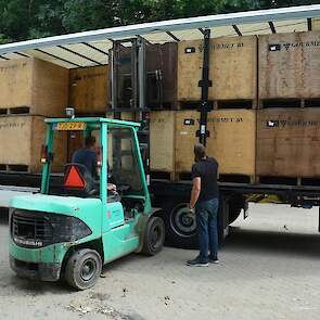 De oogst gaat af land direct naar Gourmet, waar de knoflook wordt gesorteerd en in de koeling wordt bewaard.