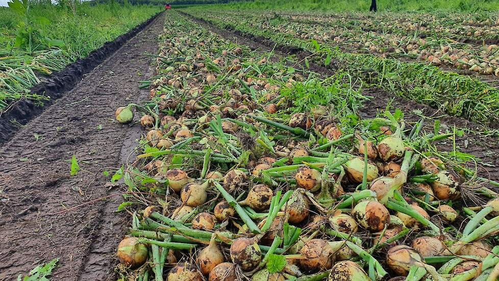 Booijink teelt 3 hectare van het ras Panther, een vroege winterui. Hij teelt daarnaast ook zaaiuien. „Het grote voordeel van de winteruien vind ik dat je de bodemherbicide zo goed kunt benutten. Je spuit telkens wanneer het vochtig is en die kans is in he