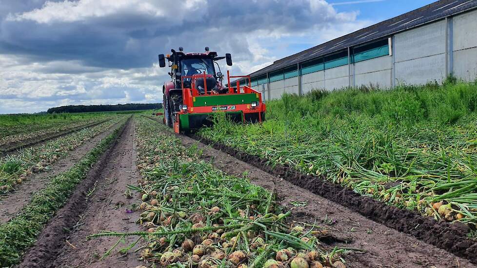 Haaijer rooit de uien met een Holaras-combinatie. De loonwerker is gespecialiseerd in de uienteelt.