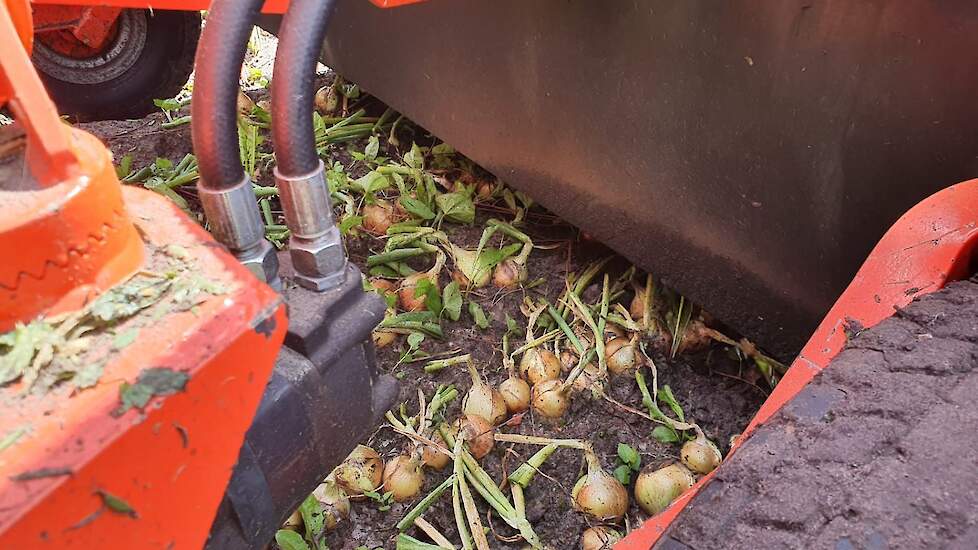 De uien worden op het land in kisten geladen en gaan via commisionair Rens Boons naar Waterman Onions.