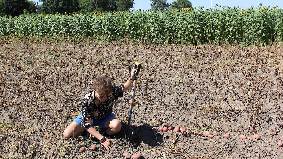 De te oogsten aardappels van het ras Allouette, liggen niet diep. Met de hand rooien gaat minstens net zo makkelijk als met de greep die klaar staat voor de klandizie.