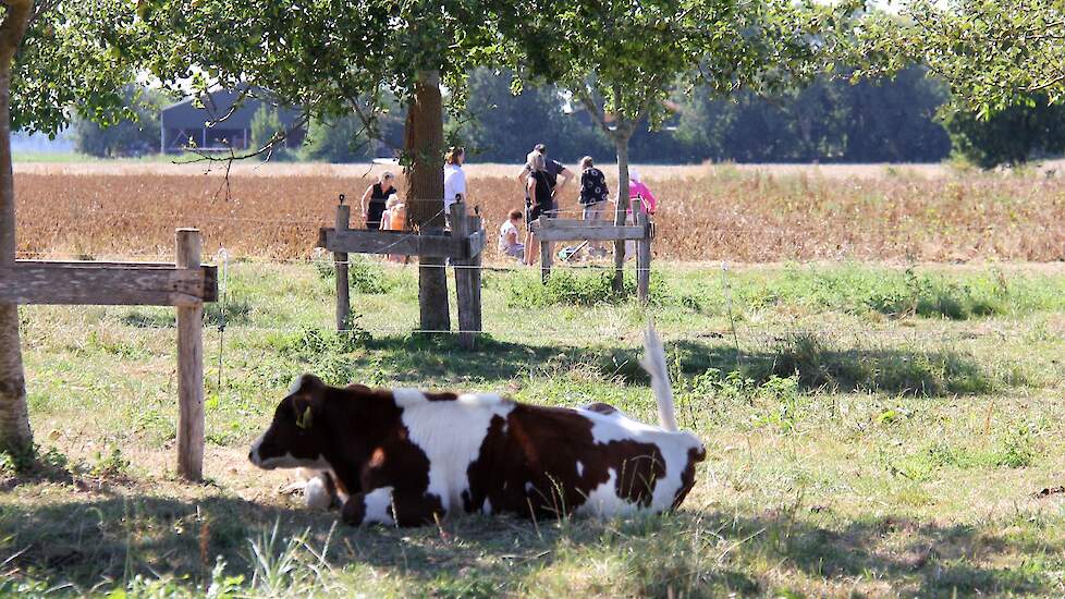 De hitte zorgde voor wat minder mensen dan gehoopt, al liep het de hele middag eigenlijk flink door. De rooiers namen ongeveer 300 kilogram mee naar huis. Voor de mensen was er vlierbessenbloesemsap. Het vee bleef in de schaduw.