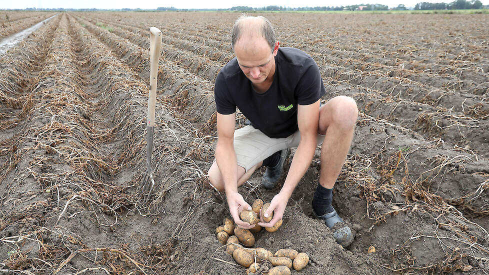 Akkerbouwer Peter Buysrogge heeft dit jaar een knolaantal van gemiddeld elf knollen in plaats van normaal zeven.