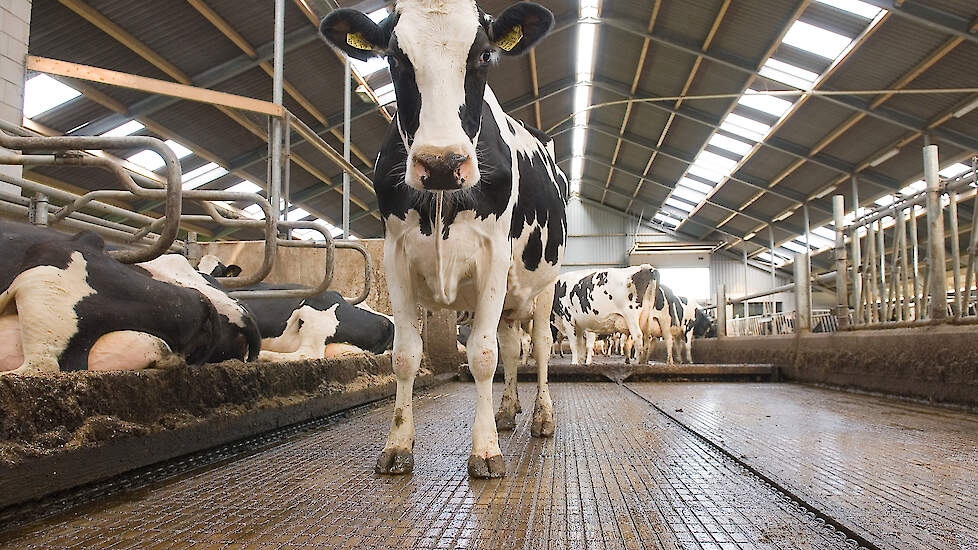 De Raad van State vond de emissiefactoren van twee stalvloerentypen te onzeker. Deze foto is ter illustratie. De getoonde stalvloer is niet een van beide vloeren uit het aritkel.