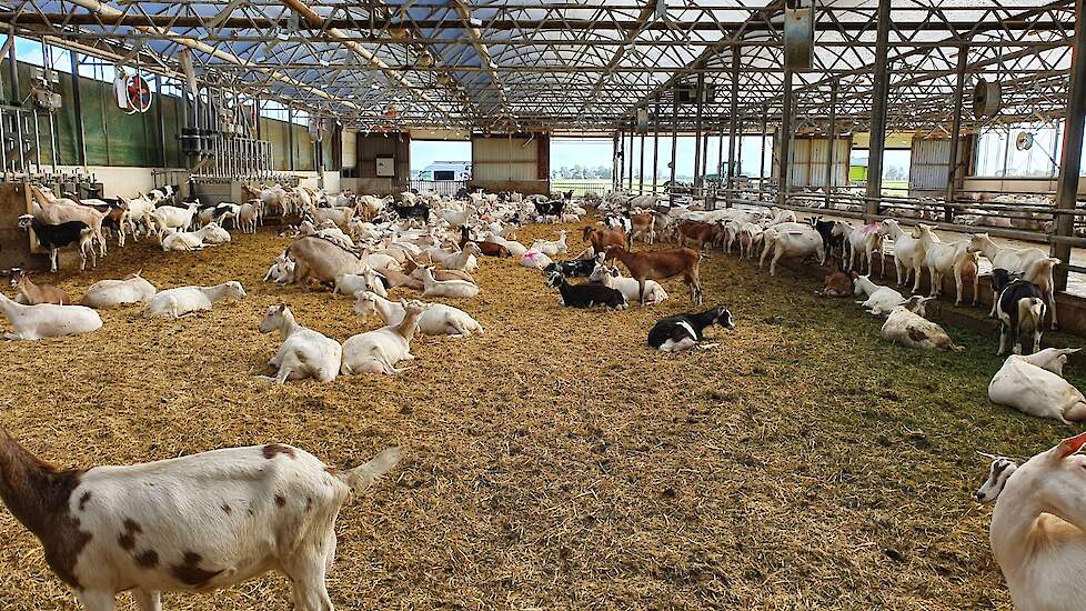 In de oude melkveestal van de familie zijn nu twee geitenpotten van 16 meter breed gemaakt. Onder de stal zat geen put (ze hadden een dichte vloer), dus dat was redelijk makkelijk om te bouwen tot een geitenpot. Veel ijzerwerk en hekken konden hergebruikt