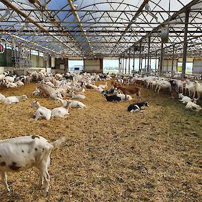 In de oude melkveestal van de familie zijn nu twee geitenpotten van 16 meter breed gemaakt. Onder de stal zat geen put (ze hadden een dichte vloer), dus dat was redelijk makkelijk om te bouwen tot een geitenpot. Veel ijzerwerk en hekken konden hergebruikt