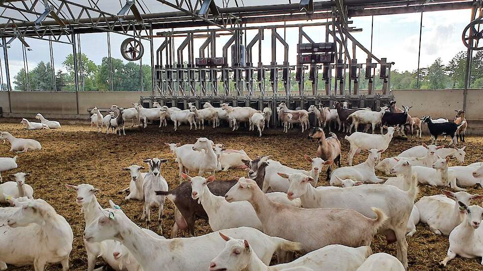 Uitgangspunten binnen de bedrijfsvoering van Wiarda-Gallema zijn arbeidsgemak, efficiënt en praktisch. Vandaar dat ze kozen voor een automatisch krachtvoersysteem van GEA.