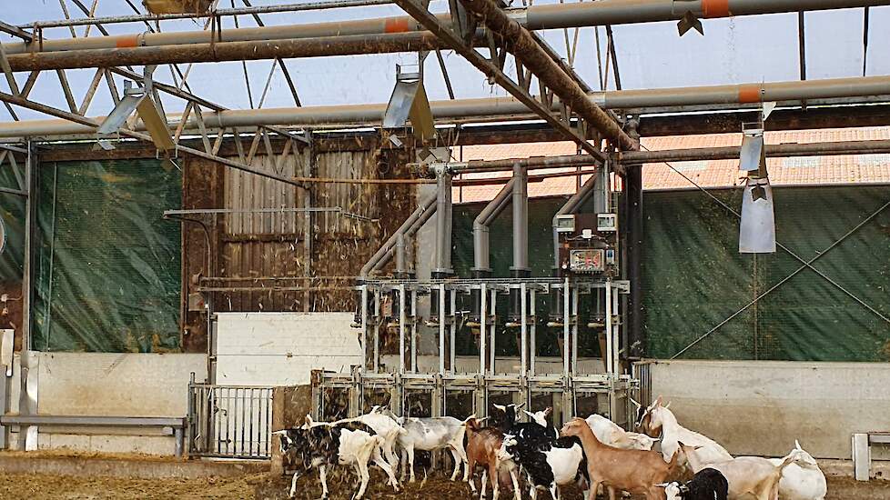 Na het melken vliegen de meeste geiten direct naar het automatische krachtvoersysteem terwijl het stro op ze neerdwarrelt.