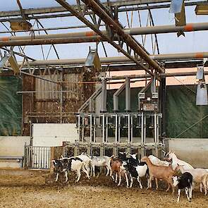 Na het melken vliegen de meeste geiten direct naar het automatische krachtvoersysteem terwijl het stro op ze neerdwarrelt.