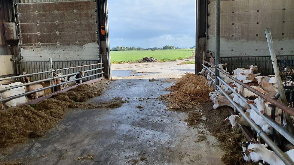 Het oudste jongvee geniet van het uitzicht op het Friese landschap.