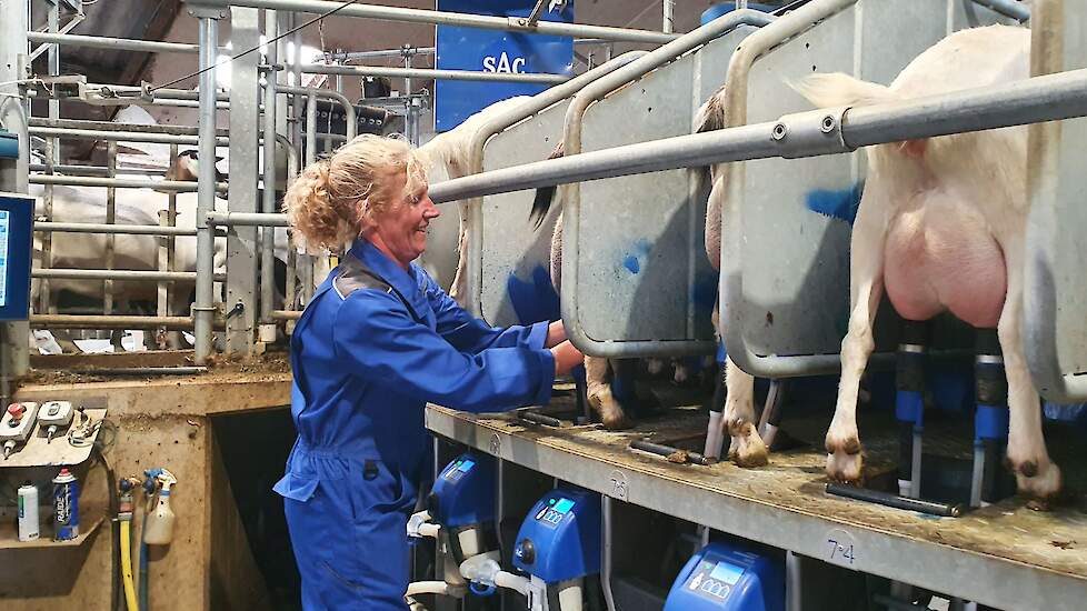 Tijdens het melken is één persoon continu aan het onderhangen. Daarnaast loopt meestal Atte tijdens het melken ook op het bedrijf rond. Hij zorgt ervoor dat de geiten omgejaagd worden en doet tussendoor andere klusjes. In de lammertijd melkt Atte meer zod