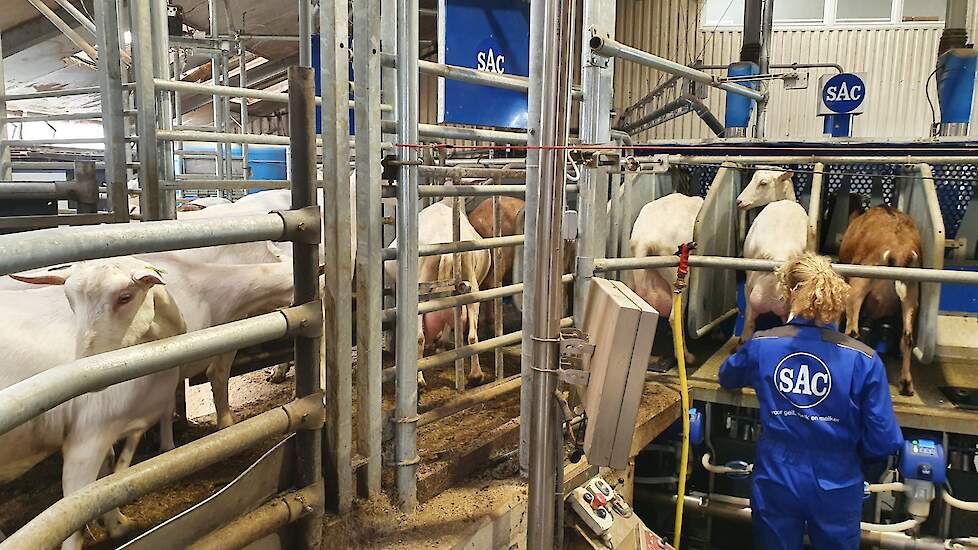 De geiten lopen vlot de melkcarrousel in. In de carrousel krijgen ze in ieder geval lokbrok. Geiten die geen brokken eten in het automatische krachtvoersysteem krijgen in de melkstal hun portie brokken.
