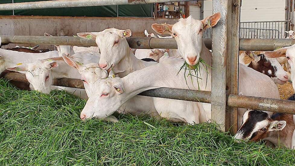 De geiten krijg na het melken vers gras gevoerd op stal.