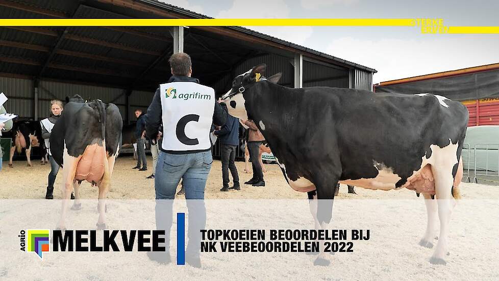 Topkoeien beoordelen bij NK veebeoordelen 2022