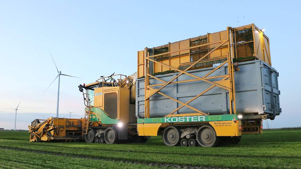 De peterselie wordt geoogst met speciale maaier van loonbedrijf Koster.