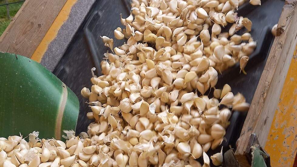 De Lodders telen de knoflook voor de verse markt. De knoflook wordt geteeld onder de voorwaarden van PlanetProof.