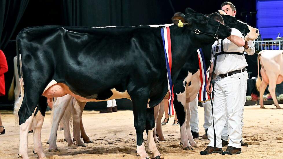 De zwartbontkeuring begon met een goede rubriek met een ijzersterk kopnummer. Giessen Charity 253, is een Moovin-dochter uit de bekende meervoudig kampioene Giessen Charity 138 van Theo van Vliet uit Nieuwlande. Ze imponeerde met haar jeugd, fraaie rastyp