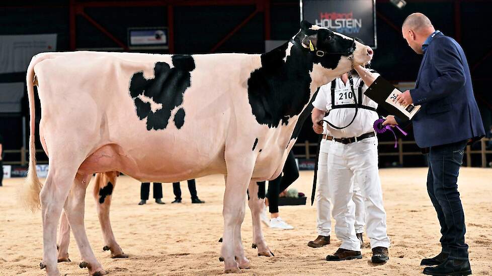 Ze werd gevolgd door Giessen Cinderella 216 van Van Vliet, een sterke Pepper-dochter met een diepe middenhand, een mooie ribwelving en een ondiepe, hoge achteruier.