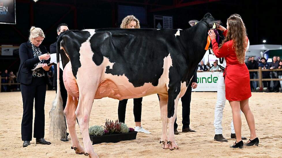 De zwartbonte middenklasse werd afgetrapt met een rubriek waarin Southland Sidekick Gina van Southland Holsteins van de familie Van Beek uit Teteringen op kop kwam. De Sidekick-dochter blonk niet uit in breedtematen, maar had een geweldige uier en een fij