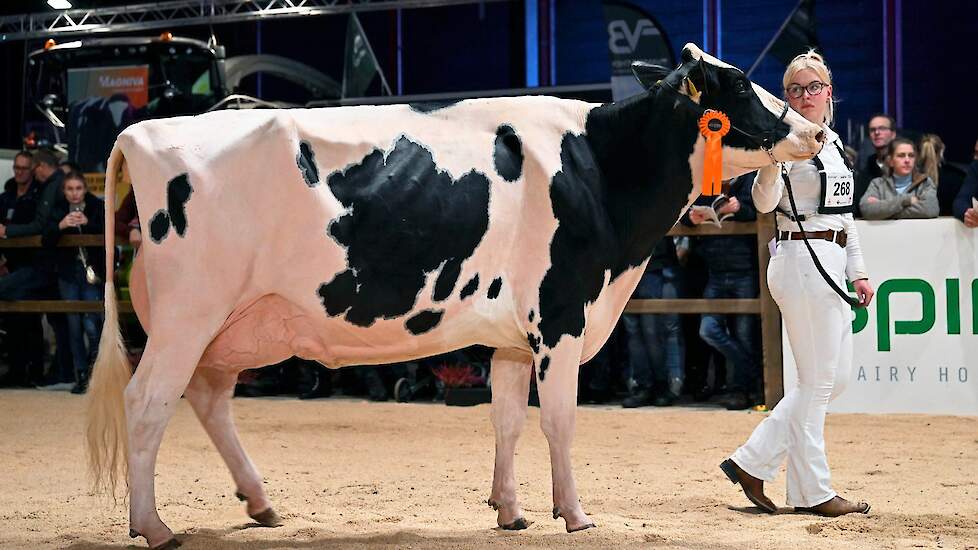 De derde plek was voor De Wieke Undenied Eve van de familie Koster uit Koekange, een grote, lange Undenied-dochter met een diepe middenhand en een hoge, brede achteruier.