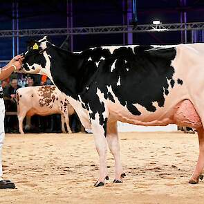 Melkveebedrijf Abbink uit Vriezenveen kreeg de derde plek toebedeeld voor Amvh Tanja 1103. De Mogul-dochter heeft een beste uier en goede achterbenen.