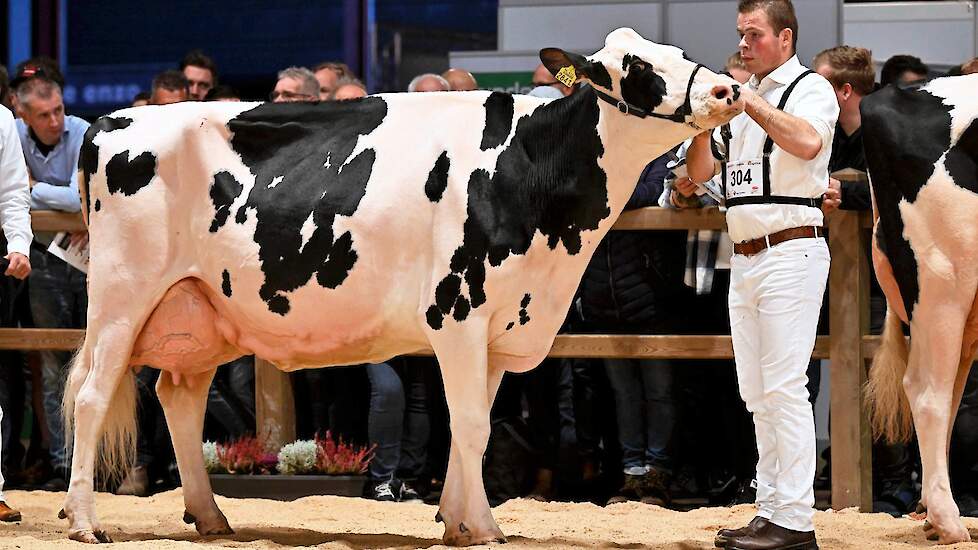 Maaike 294 op de derde plaats was wat kleiner dan haar voorgangers. De Douglas-dochter van Nieuw-Vredebest uit Vuren is een prachtige, evenredig gebouwde koe met mooie overgangen, een middenhand met diepe, gewelfde ribben  en een sterke, brede, mooi beade