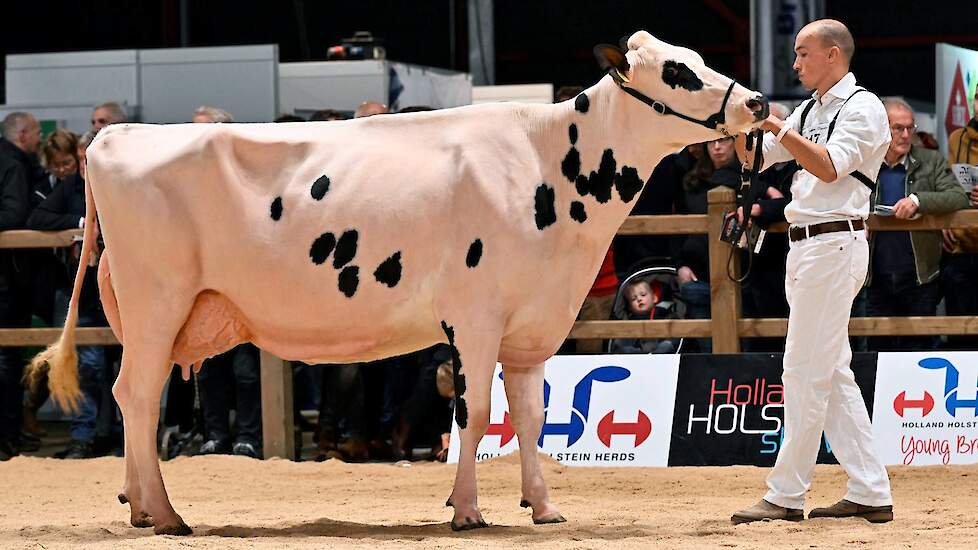 De 1C-positie was voor de gelijnde New Moore Novo 102 van de familie Withaar-Prent uit Nijeveen. De best geuierde koe met een mooie ribwelving is een dochter van Novo en de bekende oud-kampioene, O-Man-dochter New Moore Esmeralda 38.
