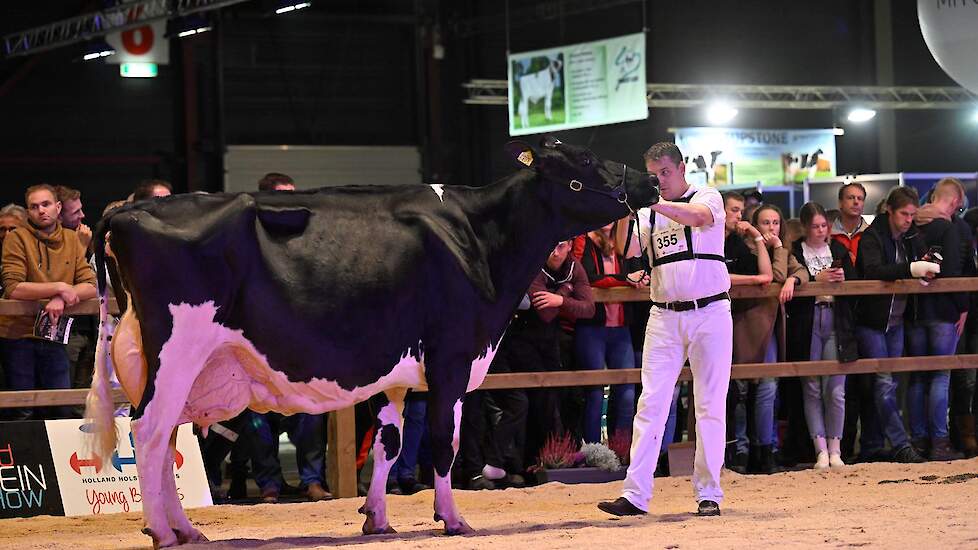 Gerda 126 van de familie De Jong uit Montfoort pakte de tweede plek. De best ontwikkelde, melktypische Goldsun-dochter liep op goede benen en beschikte over een best bewaarde uier.