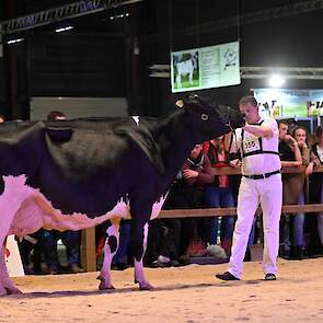 Gerda 126 van de familie De Jong uit Montfoort pakte de tweede plek. De best ontwikkelde, melktypische Goldsun-dochter liep op goede benen en beschikte over een best bewaarde uier.