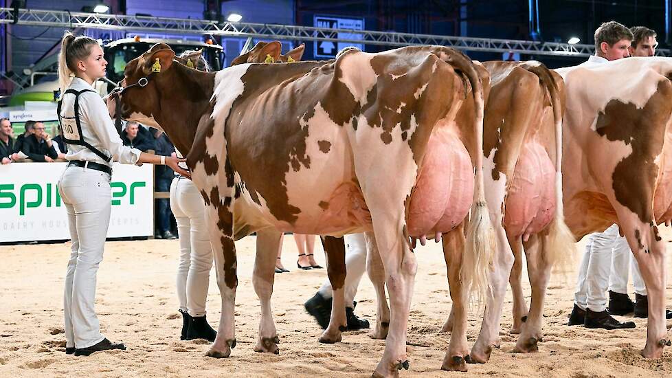 Bij de roodbonten startte de middenklasse met een zeer goede rubriek. Op kop kwam Hbc Rager Rittie van Schep, een jeugdige Rager-dochter met beste benen en een brede achteruier.