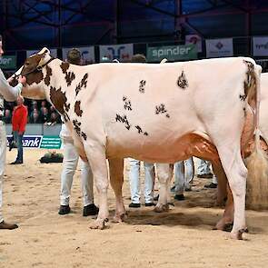 Steegink verscheen ook bij de roodbonten met een absolute topkoe in de ring in de tweede rubriek van de middenklasse. Lakeside Ups Ashtime pakte ondanks geduchte concurrentie resoluut de kop. De Jordy-dochter is groot en lang, heeft een mooie middenhand