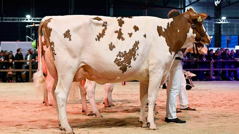 Ook op de tweede plaats liep een Jordy-dochter. P.M. Elza 222 van Pinkert is zeer groot en lang, met goede breedtematen, mooie overgangen en net als haar halfzus een super uier.