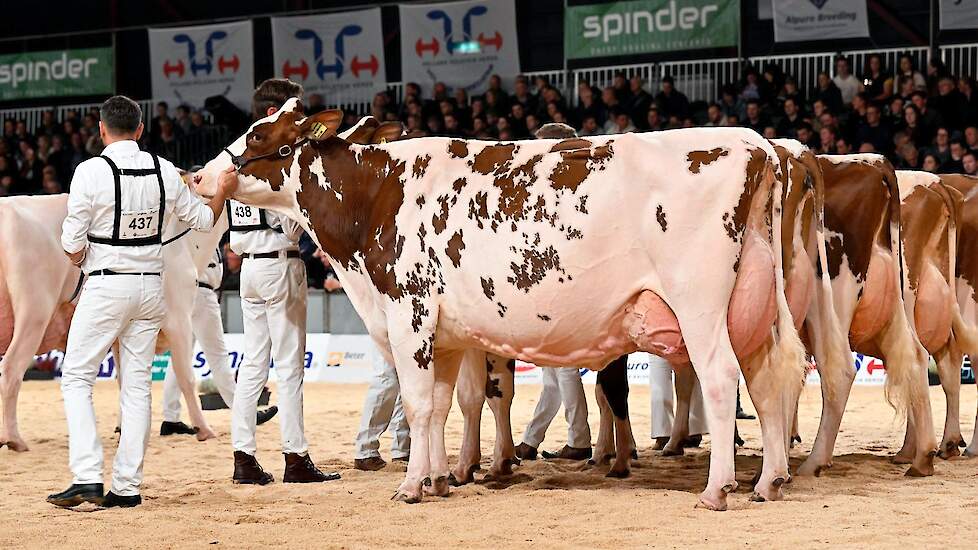 De derde plek in deze rubriek was voor Barendonk Massia 7273. De Agent-dochter van de familie Hermanussen uit Beers heeft ook al een lange showcarrière en was al eens NRM-kampioene. De best ontwikkelde, diepe koe heeft een mooi type en beste benen.