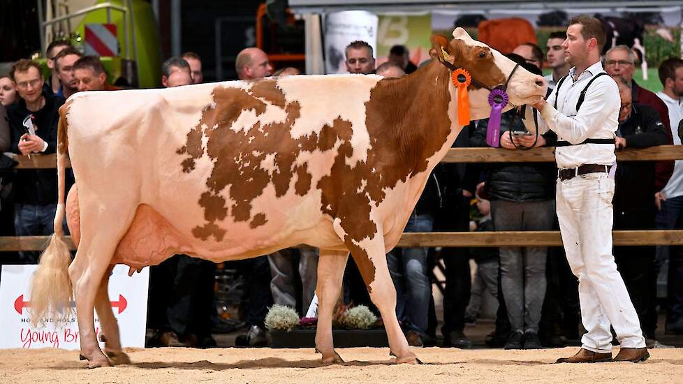 Bij roodbont zorgde de tweede seniorenrubriek voor kippenvel, ze was adembenemend goed. Er liepen louter kwaliteitskoeien in de ring, waarvan er meerdere al nationale titels hadden gewonnen. Voorop kwam Heerenbrink Truus 4 van Steegink. De Big Apple-docht