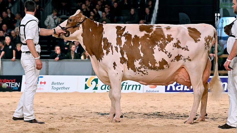 De prachtige, uitgebalanceerde Edelweiss van melkveebedrijf De Jageweg uit Winterswijk heeft eveneens al diverse titels op haar naam en was dit najaar nog seniorenkampioene in Eibergen. De Julandy-dochter heeft een prachtige combinatie van kracht en melkt