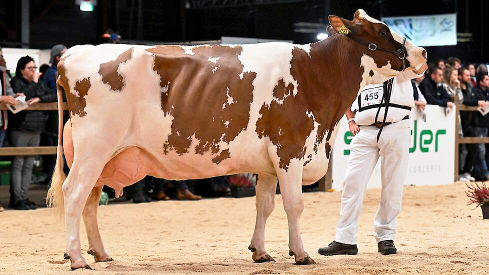 De fantastische rubriek werd afgesloten met deze best bewaarde, lange, diepe Glinzer Maxima van Grashoek BV, een ruim 9-jarige Acme-dochter.