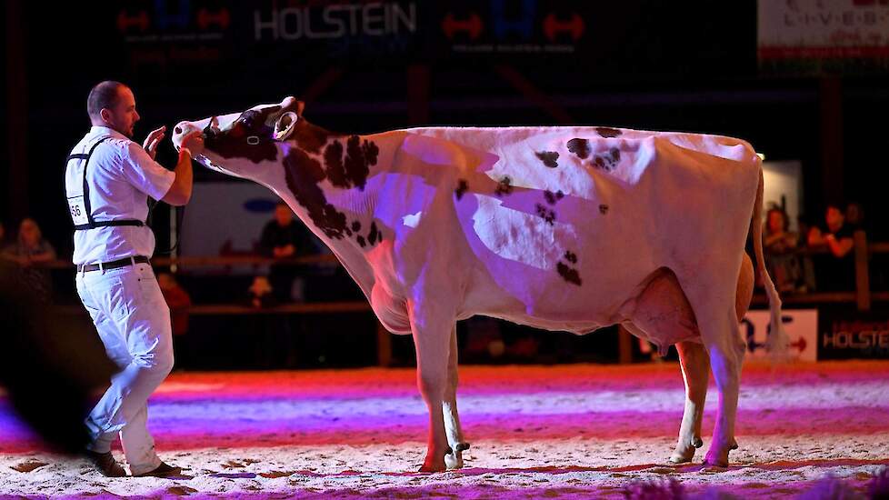 De roodbonte productieklasse bestond uit slechts twee koeien. De bekende Giessen Cecibell 8 van Van Vliet pakte de koppositie met haar mooie type, beste uier en goede benen.