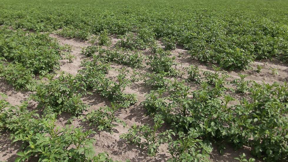 Een valplek in aardappelen.