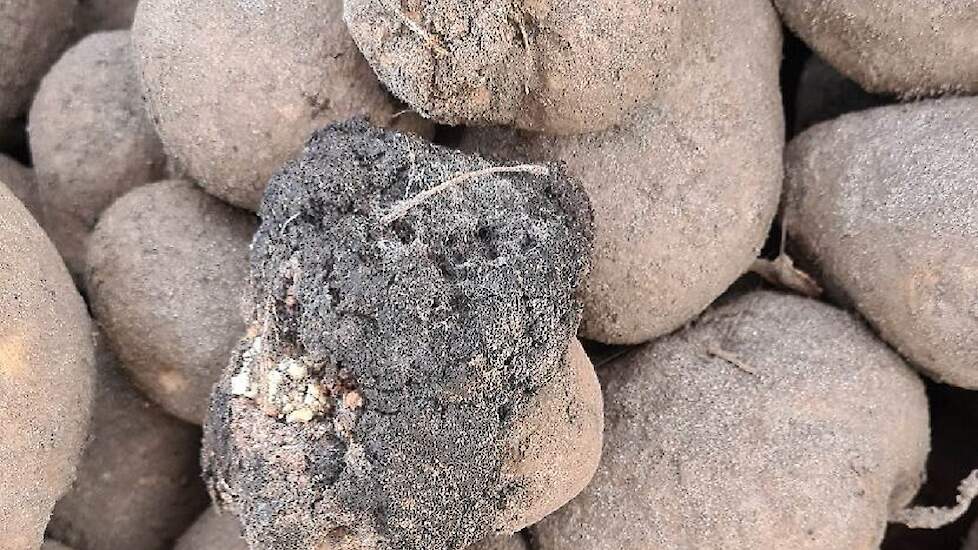 wratziekte op aardappelen