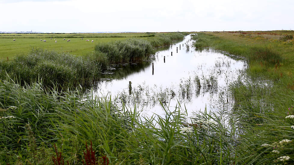 Natuurgebied Workumerwaard in Friesland.