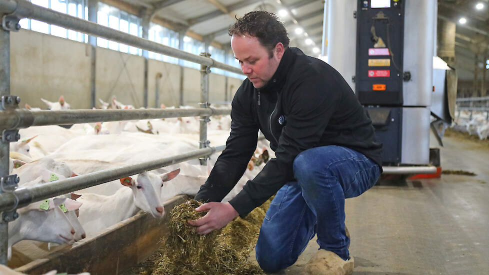 Het voeren van tarwegistconcentraat scheelt geitenhouder Wim Berkhof ongeveer 5.000 euro per jaar in vergelijking met eiwitrijk brok.