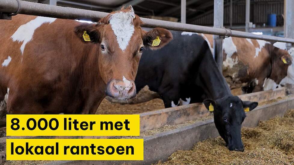 Video Jeroen Groenewegen melkt 8.000 liter met maximaal 130 gram ruw eiwit Veldpost.nl